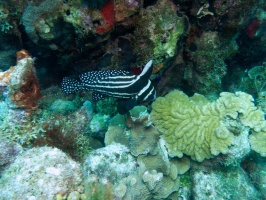 Spotted Drumfish IMG 6106